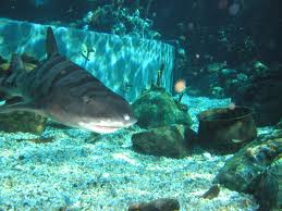 shark reef